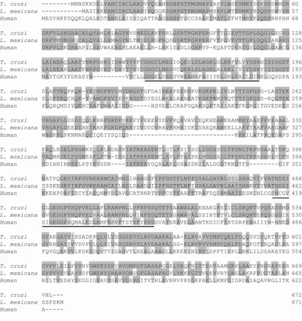 Fig. 9 – Alignment of the deduced amino acid sequences of different transketolases. The accession numbers for the sequences aligned using the Clustal program are the following: T