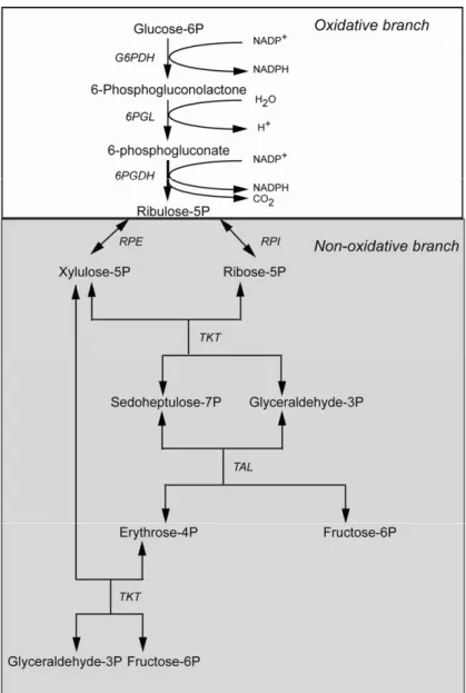 Fig. 1 – Scheme of the pentose phosphate pathway. The enzymes involved are glu- glu-cose phosphate dehydrogenase (G6PDH), phosphogluconolactonase (PGL),  6-phosphogluconate dehydrogenase (6PGDH), ribose 5-phosphate isomerase (RPI),  ribu-lose 5-phosphate e