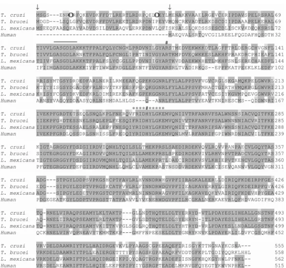 Fig. 2 – Alignment of the deduced amino acid sequences of different glucose 6-phosphate dehydrogenases