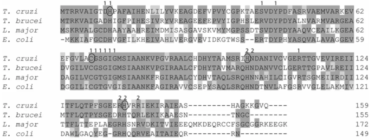 Fig. 5 – Alignment of the deduced amino acid sequences of different ribose 5-phosphate isomerases