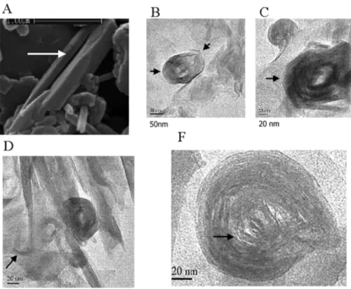 Fig. 9 – Tubes are the most common morphology for halloysite observed using SEM. Planar surface (A) are common
