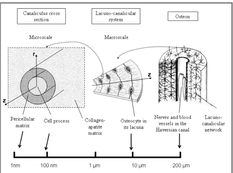 Fig. 1 – Multiscale structure of the cortical bone; the microscale corresponds to the radius of the canaliculi, whereas the macroscale refers to the osteon radius.
