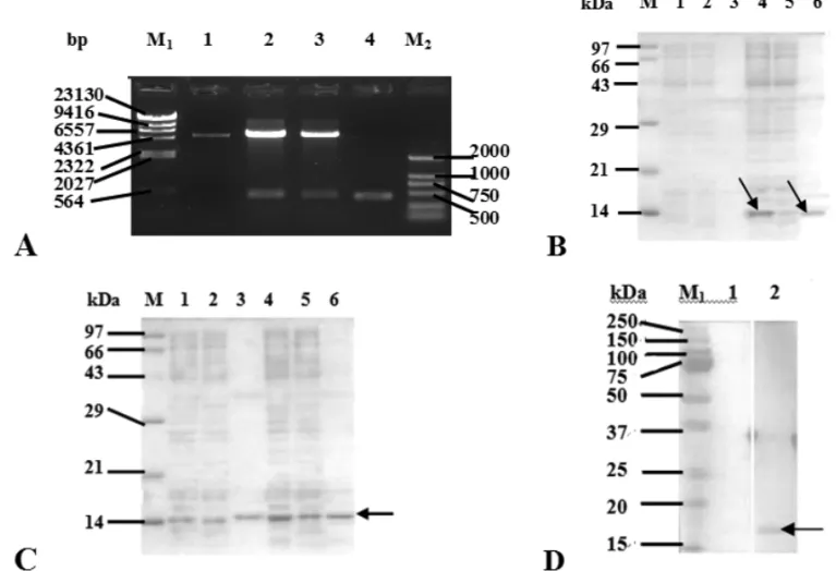 Fig. 2 – Expression and purification of the recombinant protein Der f 2. (A) Confirmation of pET28a (+)-Der f 2 plasmid by restriction enzyme digestion