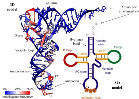 Figure  2:  Crystal  structure  of the  tRNA Phe   from  S.  cerevisiae  (3D  model)  and  its  modification  frequency  (Adapted from (38)) with the correspondent 2D “clover leaf” model and the described identity elements of  tRNA