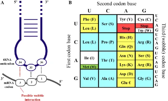 Figure  3:  Representation  of  codon-anticodon  interaction  and  Wobble  Hypothesis