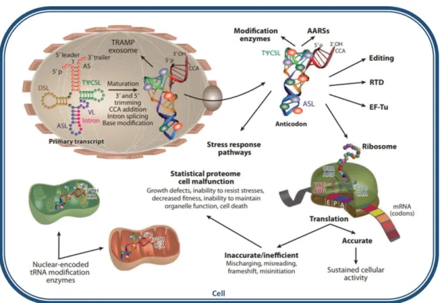 Figure  4:  Essential  roles  of  nucleosides  modifications  for  tRNA  function.  Nucleoside  modifications  have  structural  roles  (e.g