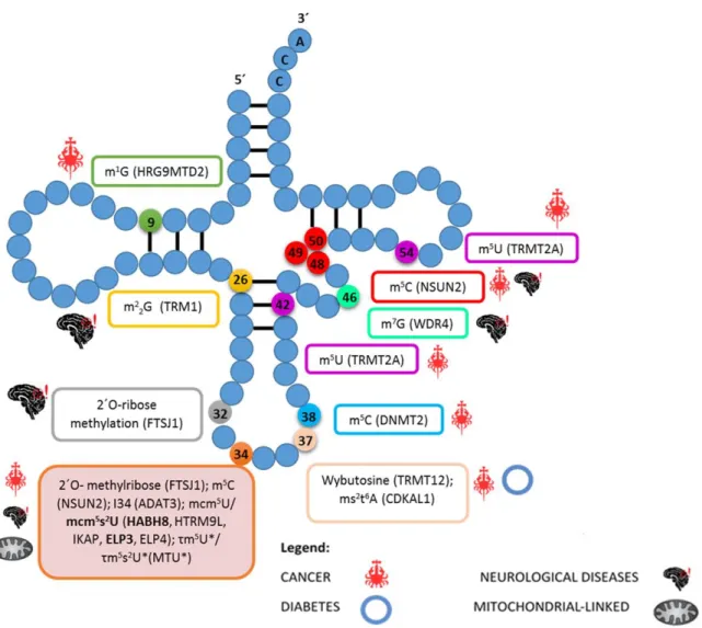 Figure  6:  Representation  of  the  tRNA  secondary  structure  with  the  respective  tRNA  modifications  and  associated tRNA modifying enzymes (in parenthesis) that have been linked to human pathologies – indicated  near  to  each  box