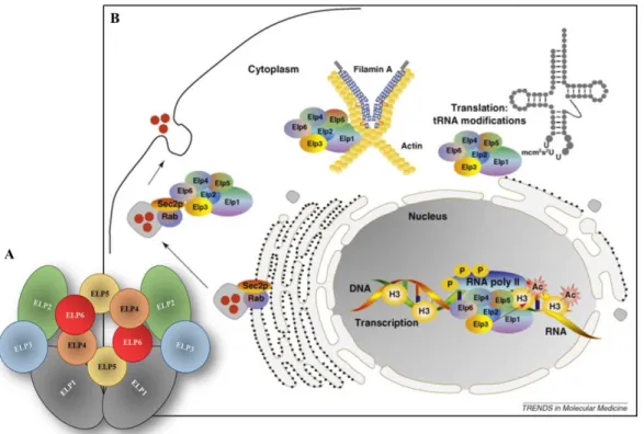 Figure  7:  Structure  of  the  Elongator  complex  and  its  biological  roles.  A)  Elongator  complex  structure; 