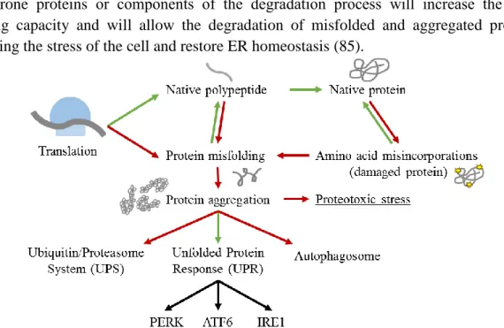 Figure  8:  Representation  of  protein  fates  in  the  Proteostasis  Network.  Green  lines  represent  the  normal  course  of  a  functional  protein  since  their  synthesis