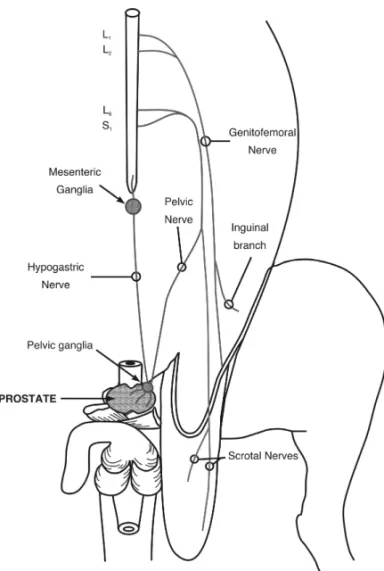 Fig. 1 – Somatic (afferent) and autonomic (efferent) nerves in the pelvic area. The integration of the nerves occurs in the lumbar and sacral segments of the spinal cord