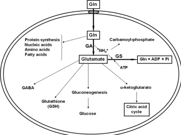 Fig. 1 – Metabolism and anabolism of glutamine (Gln). Glutamine is synthesized by the action of glutamine synthetase (GS) and degraded by mitochondrial glutaminase (GA)