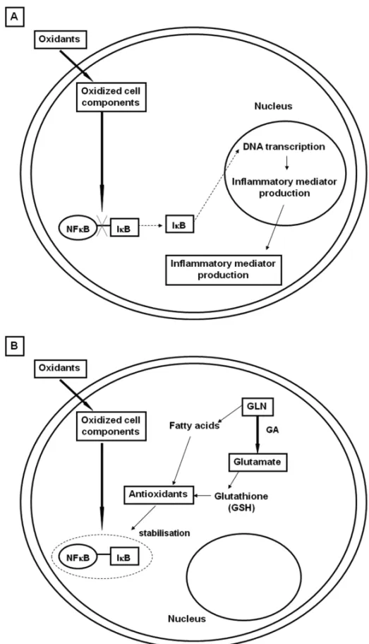 Fig. 2 – Nuclear factor (NF) κB activation pathway. Panel A: NF-κB is sequestered in the cytoplasm by its interaction with a member of the inhibitory kappa B (IκB) family