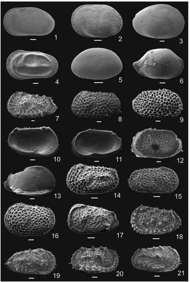 Fig. 3 – 1. Cytherella sp. 1, LV, 119-744A-19H-5W-5; 2. Cytherella sp. 2, LV, 119-744A-18H-3W-6; 3