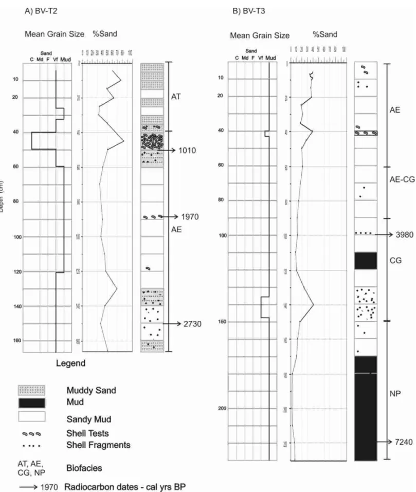 Fig. 5 – Schematic interpretation of BV-T2 (A) and BV-T3 (B), including sediment texture, sand content, biofacies distribution and radiocarbon dates