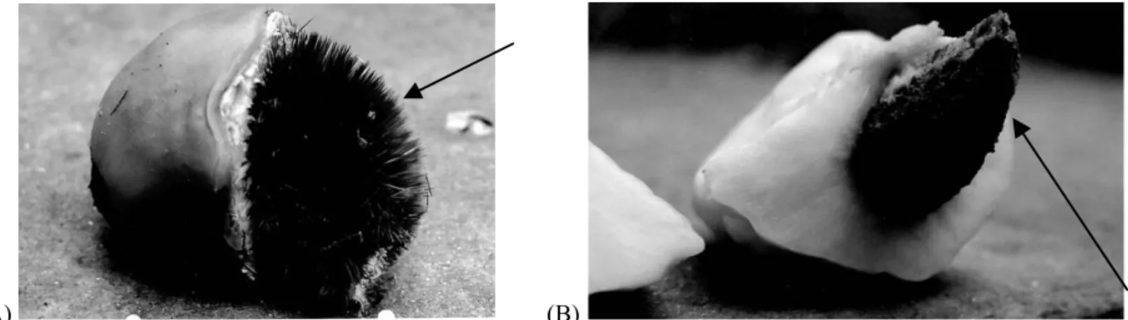 Fig. 3 – Comparison between the pequi with thorn and the one without it at the endocarp
