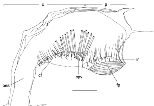 Fig. 4 – Panopeus occidentalis. Zoea I foregut in lateral view (right side). Scale bar = 0.18 mm