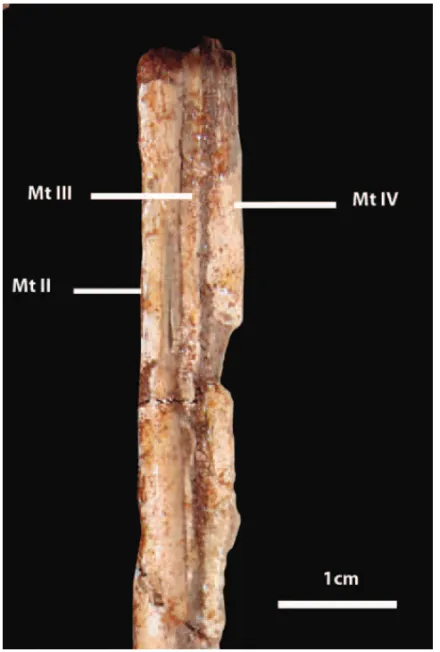 Fig. 3 – Proximal end of metatarsals in anterior view.