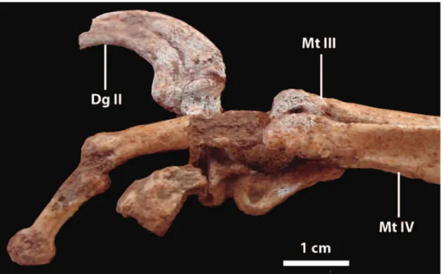 Fig. 4 – Distal end of metatarsals, phalanges and claw in lateral view.