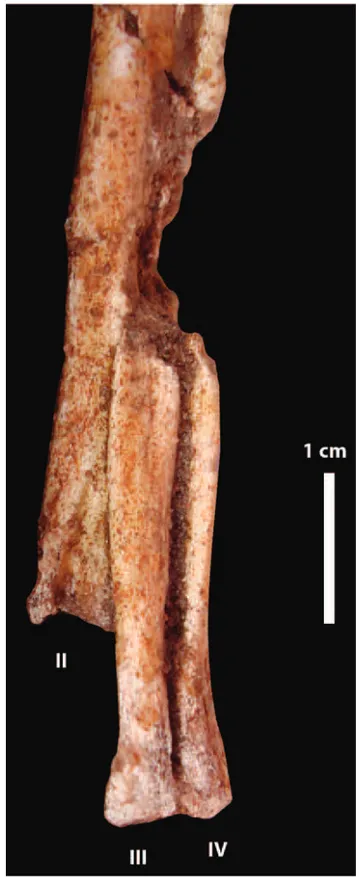 Fig. 5 – Distal end of metatarsals in anterior view.
