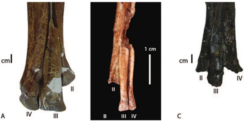 Fig. 6 – Distal end of metatarsals; A: Troodon; B: Pamparaptor; C: Neuquenraptor.
