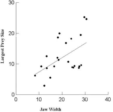 Fig. 2 – Relationship between jaw width (mm) and length (mm) of the biggest prey found in the stomach of Proceratophrys boiei in two Atlantic rainforest remnants in the State of Rio de Janeiro (R 2 = 0.26; F 1,21 = 7.3; P = 0.013).