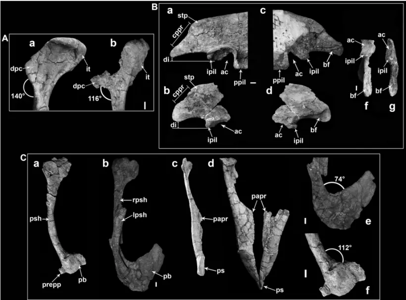 Fig. 4 – Osteological comparison between U. comahuensis and U. paynemili; those differences discussed by Calvo et al
