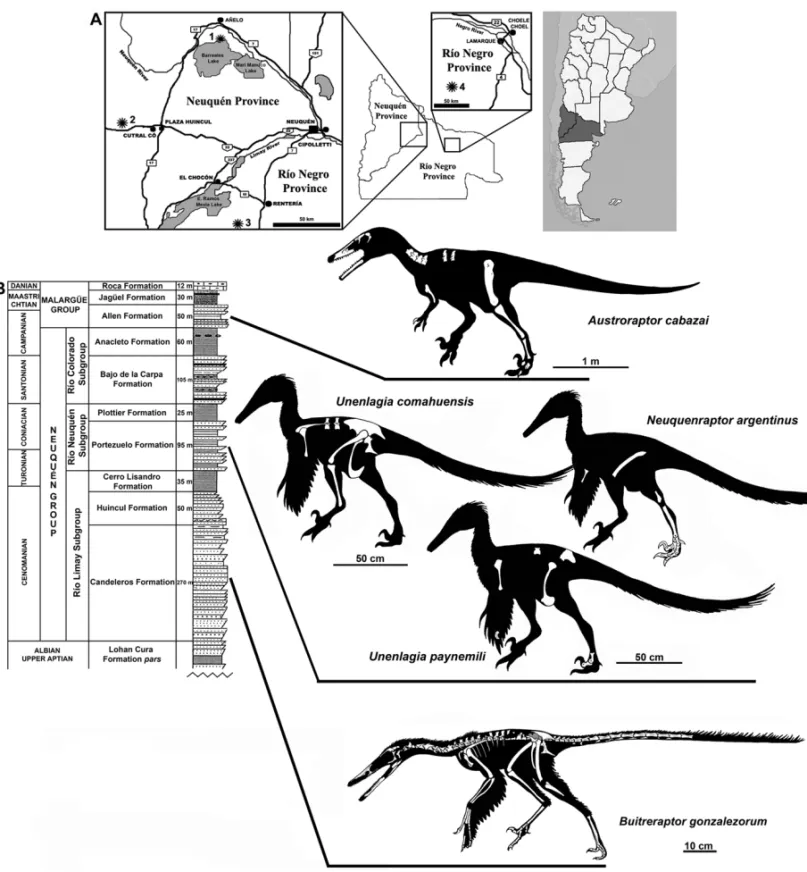 Fig. 1 – A: geographic provenance of the Patagonian dromaeosaurids taxa. The numbers in the maps correspond to the localities of provenance of each taxon