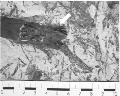 Fig. 4 – Macroscopic views of tonstein sample PbU 706 highlighting a charcoal remain (arrow).