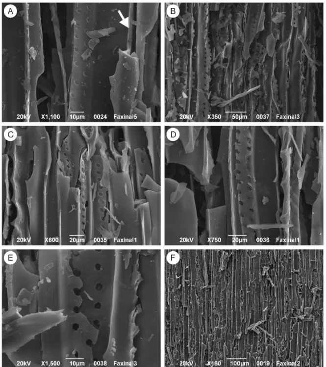 Fig. 5 – SEM images of the charcoal samples of the Faxinal Coalfield: A) tracheids with homogenized cell walls (arrow); B) tracheids shattered into more or less small pieces; C) tracheids of wood type F1 exhibiting uniseriate bordered pitting