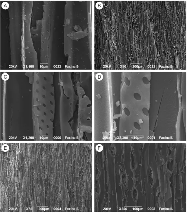 Fig. 6 – SEM images of the charcoal samples of the Faxinal Coalfield: A) tracheids of wood type F2 exhibiting biseriate bordered pitting