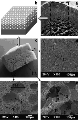 Fig. 1 – The porosity-graded calcium polyphosphate scaffold prepared in this  paper. (a) the functionally graded structure of a natural bone, (b) the schematic  representation of an artificial scaffold, (c) the photograph of the scaffold, (d)-(f)  SEM pict