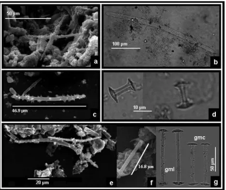 Fig. 5. Scanning Electron Microscope images (a, b, c, f) and Optical Microscope picture (e) of the sponge spicules found in the rocks of the  Cemitério paleolake