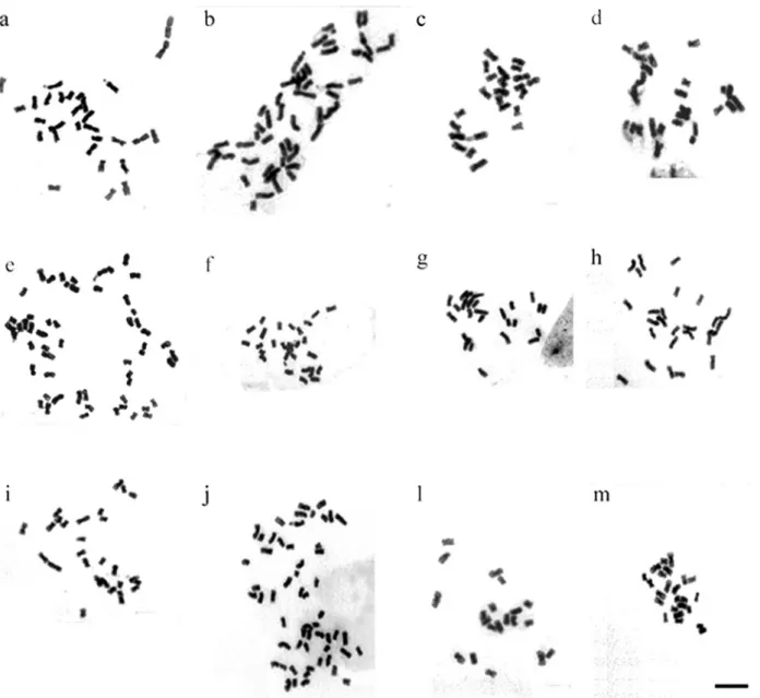 Fig. 1 - Metaphase chromosomes of (a) L. alba, 2n = 30; (b) L. diamantinensis, 2n = 52; (c) L