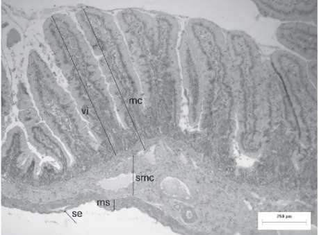 Figure 2 - Submucous nervous plexus in the small intestine of D. aurita. mci-inner circular  muscular layer (H-E).