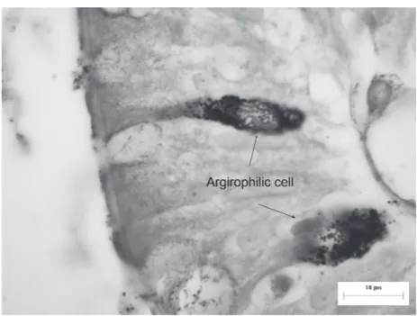 Figure  4  - Argirophilic endocrine cells in the mucous layer of the ileum of D. aurita  (Grimelius technique).
