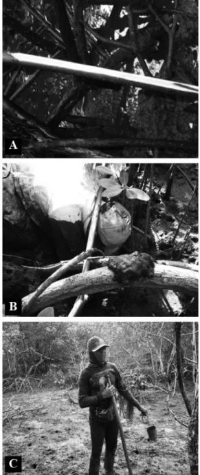 Figure 3 - Capture strategies.  A : Root of Rhizophora mangle marked  by  a  crab  gatherer  to  facilitate  locating  crab  burrows  in  the  MRE  mangrove; B: A small mound of mud sediment placed on a prop root  of a mangue sapateiro tree (r
