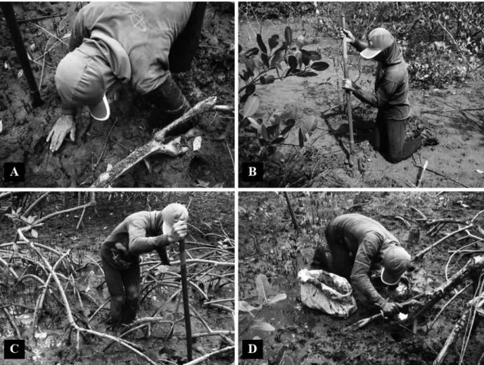Figure 4 - Description of the “tapamento” technique. A: Crab gatherer increasing the diameter of the crab burrow with his hands in the MRE  mangrove; B: Crab gatherer using a  ferro de córvo digging tool in the MRE mangrove