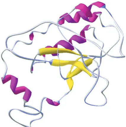 Fig. 9 - Three-dimensional model of M. perniciosa chitinase