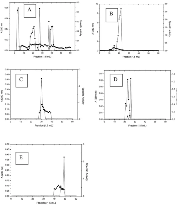 Fig. 2 -  Purification of the chitinase from  M. perniciosa  by Sephacryl S-200 column chromatography: (●) chitinase activity; (■) protein  content