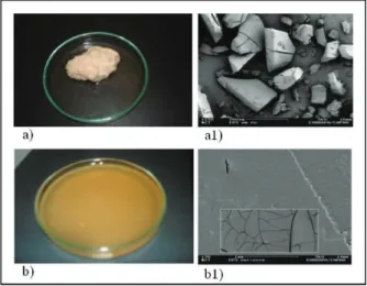 Fig. 1  a) Polymer surface (EPS I) and a1) scanning electron micrographs  of EPS I. b) sedimented polymer (EPS II) and b1) scanning electron  micrographs of EPS II characteristics of L