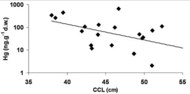 Figure  3.  Significant  negative  correlation  (n=19;  p&lt;0.05)  between  total  Hg concentrations and curved carapace length (CCL) of living juvenile  individuals of C