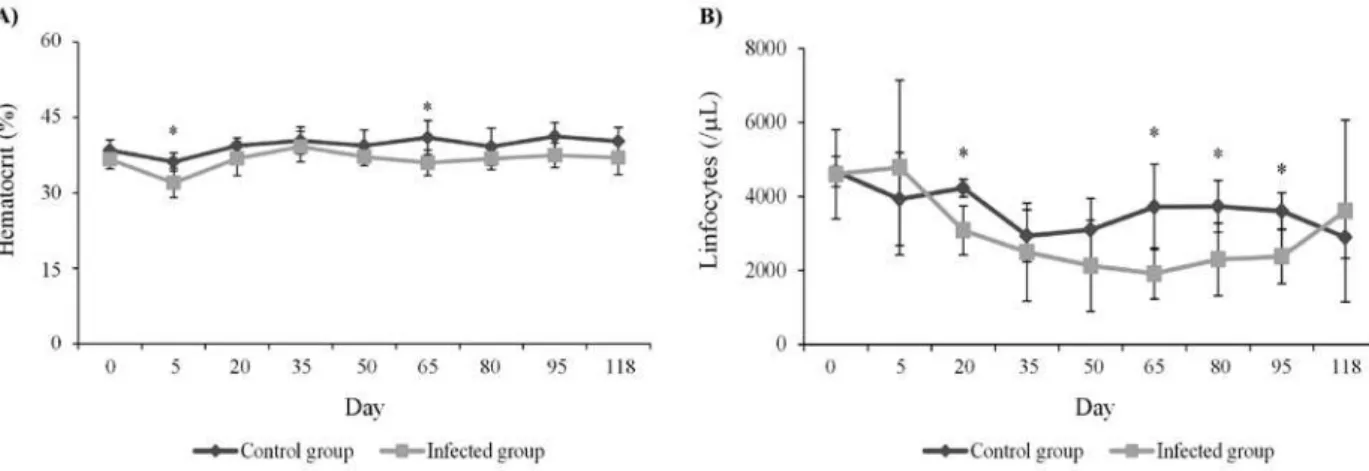 Figure 2 - Influences of the infection by T. evansi on hematological parameters of rabbits experimentally infected: A) hematocrit and B) lymphocytes