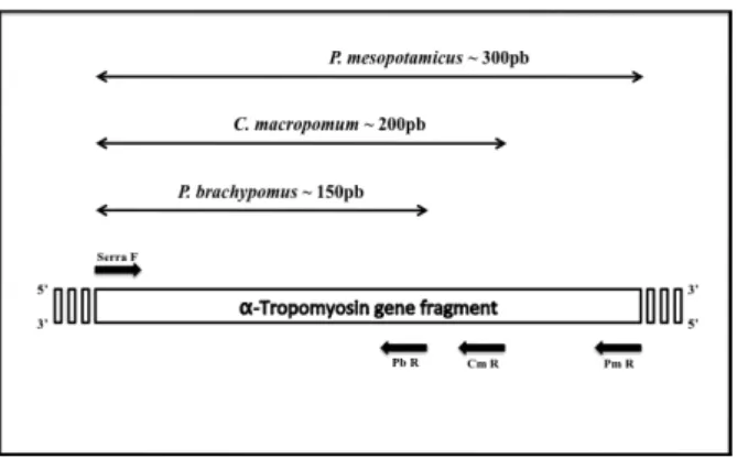 Figure 1. Schematic diagram of the primers used for the multiplex  PCR  analysis  of  the  nuclear  α-Tropomyosin  gene