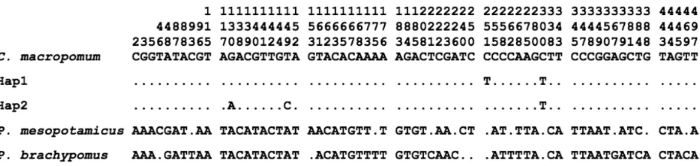 Figure 2. Variable sites in the mitochondrial Control Region haplotypes identified in Colossoma macropomum, Piaractus mesopotamicus  and P
