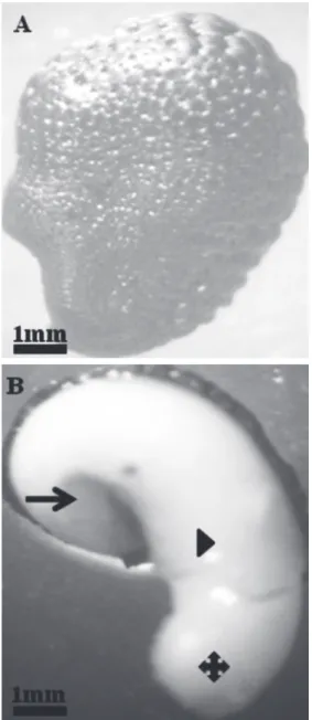 Fig. 1 - Dry seed (A), seed at 5 DAI (B) partially without  seed coat showing cotyledons ( ), hypocotyl- radicle  axis (   ) and radicle after protusion ( ).