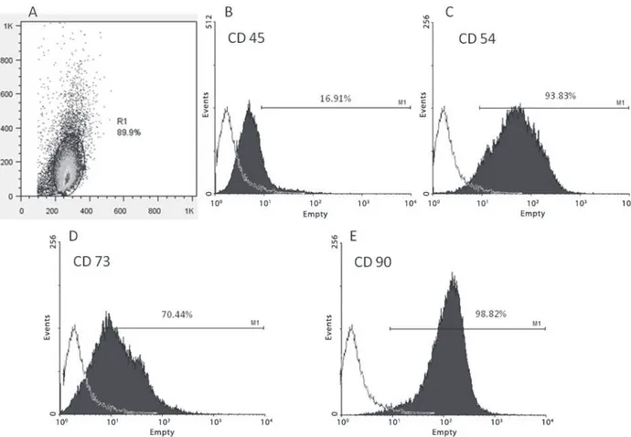 Figure 2 - Evaluation of the frequency of CD45, CD54, CD73 and CD90 by flow cytometry in mesenchymal stem cells derived from rats