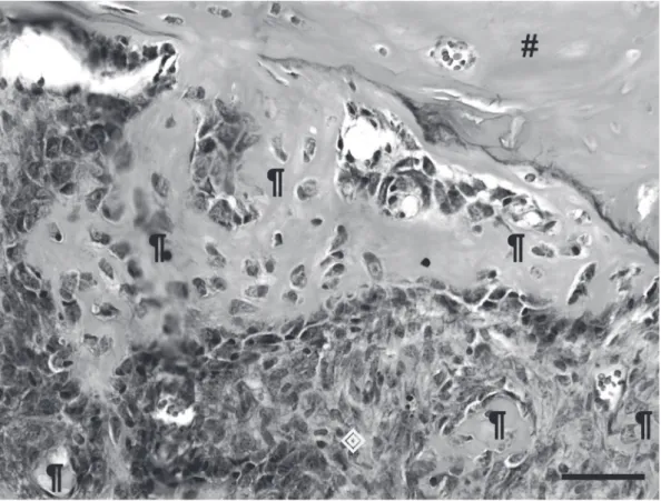 Figure  3  - Mean percentage of bone repair displayed by period of  observation, for animals of groups control (CG) and MSC-treated  (MG) and estimated p  values comparing data of % of bone filling, per  period, of treatment MG versus treatment CG.