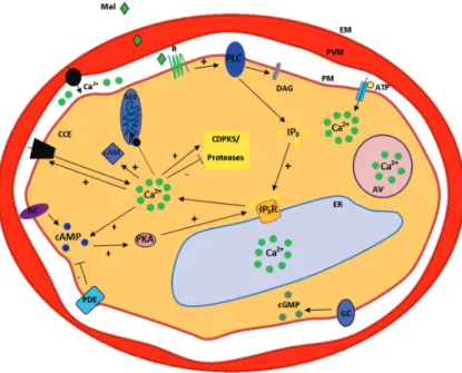 Figure 1. Schematic model for calcium signalling in intraerythrocitic stages of Plasmodium