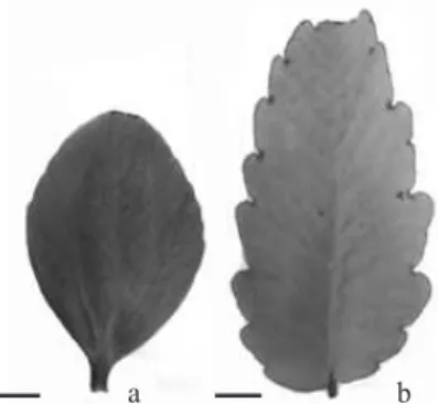 Fig. 1 - Leaf of Kalanchoe brasiliensis (a) and  terminal leaflet of Kalanchoe pinnata (b)