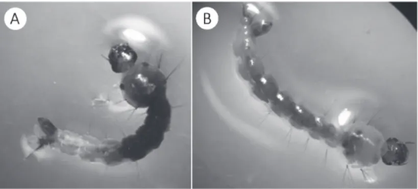Fig. 2 - Larvae dead of A. aegypti with blackened color and curved body (A); 